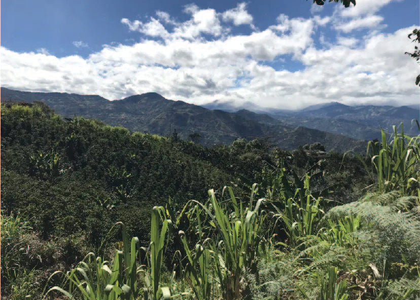 Fom the Vault | The Rhodion, Colombia - El Diviso Farm