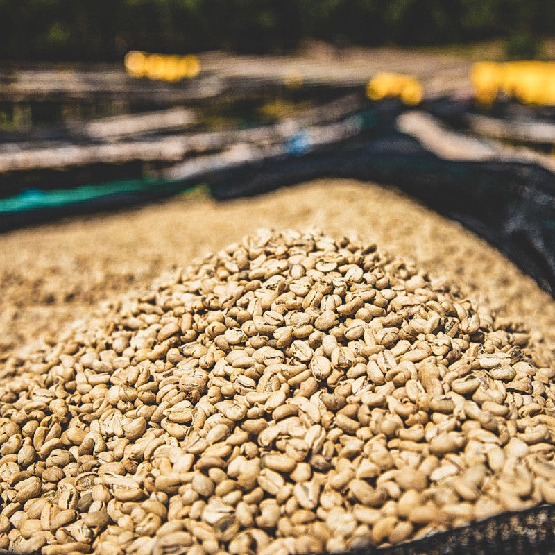 Specialty Coffee vs Commodity Coffee