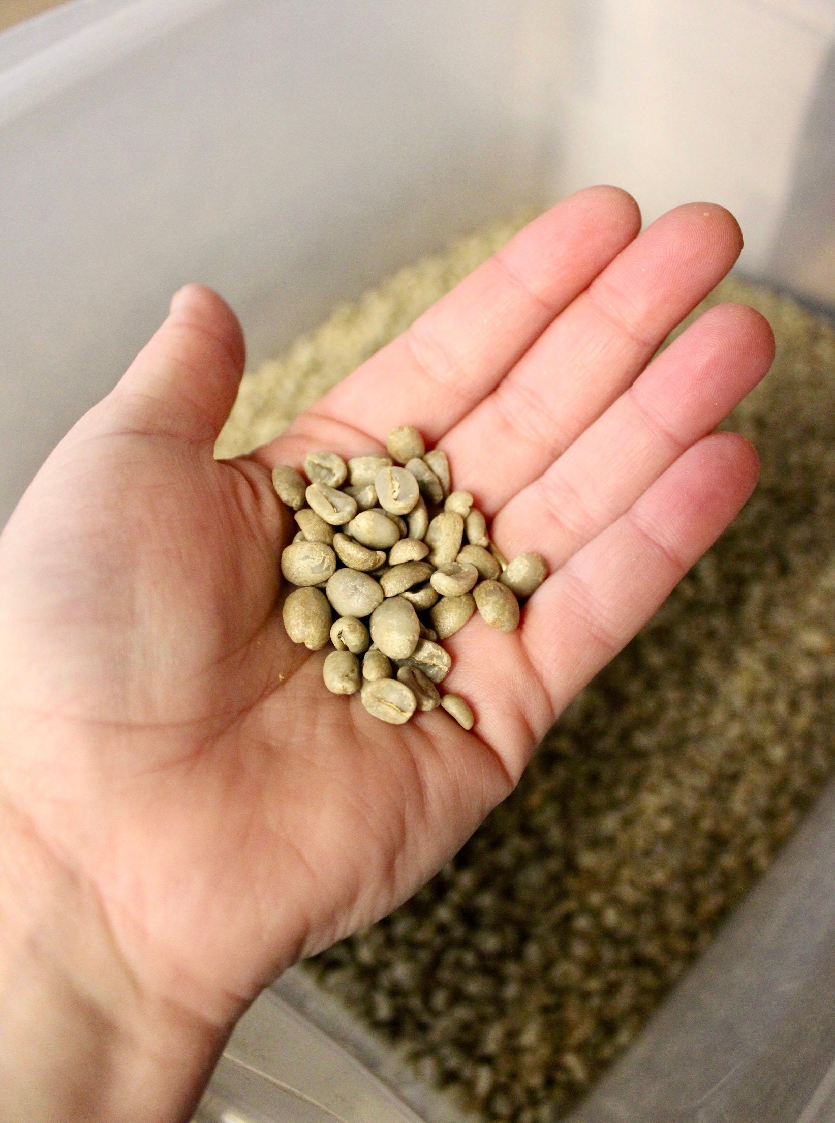 Two Main Types of Coffee: Arabica & Robusta