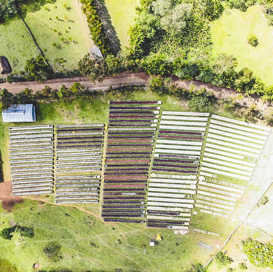 The Specialty Coffee Association