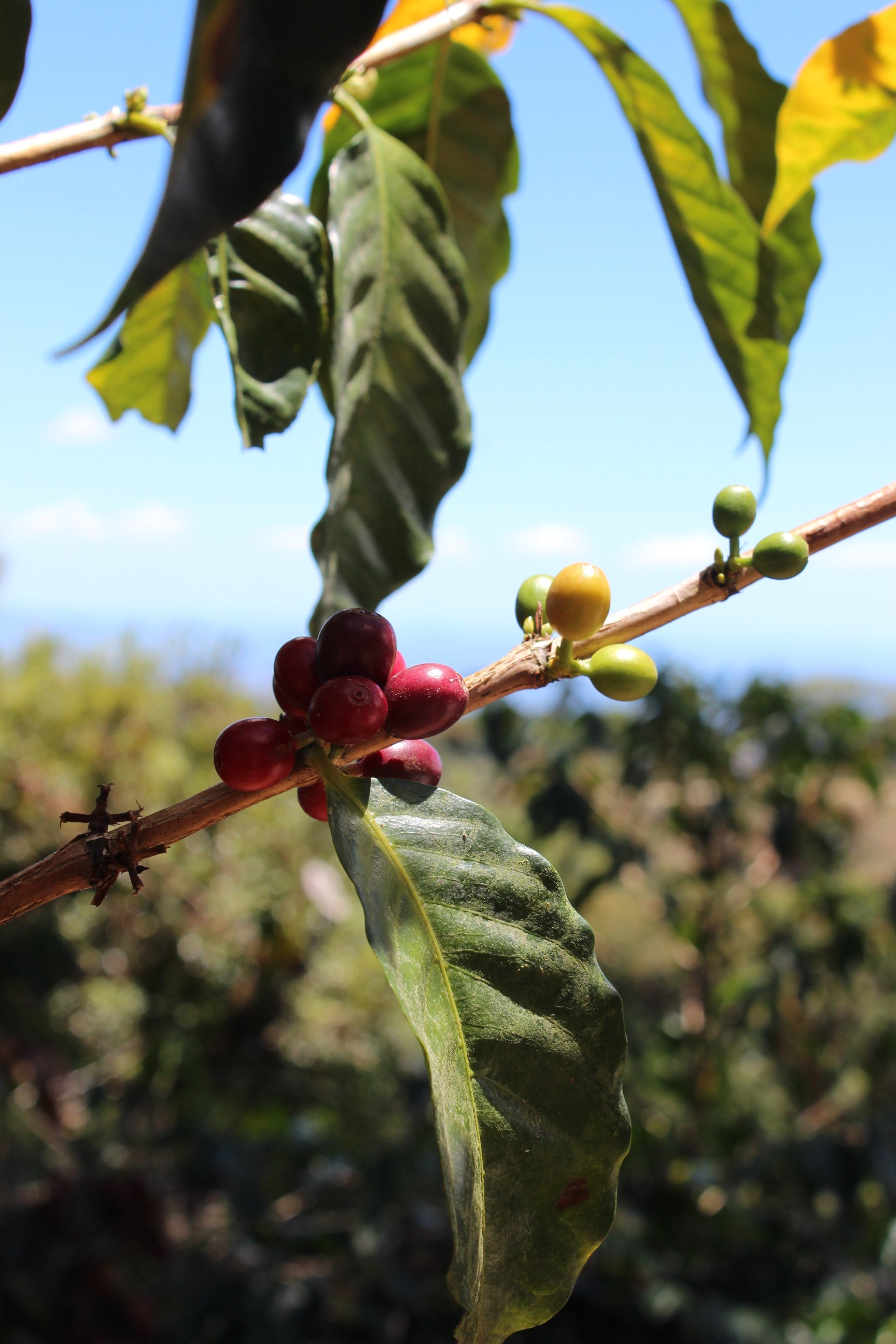 The Coffee Plant: From Seed to Cup