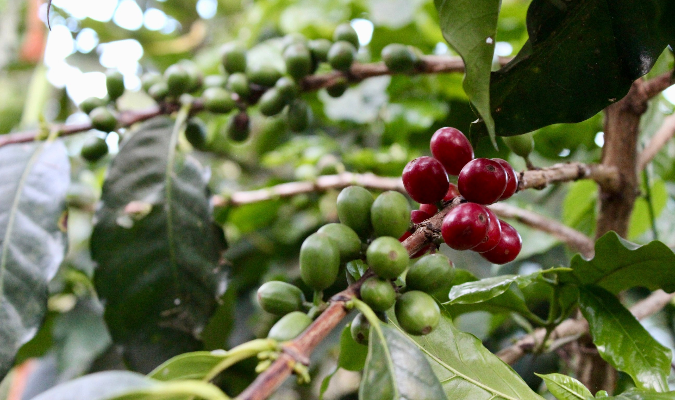 The History & Origins of Coffee