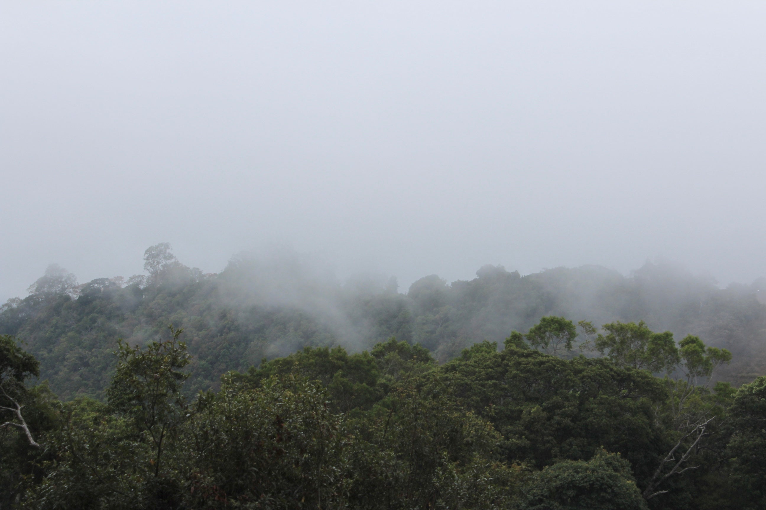 Why Altitude Matters in Coffee