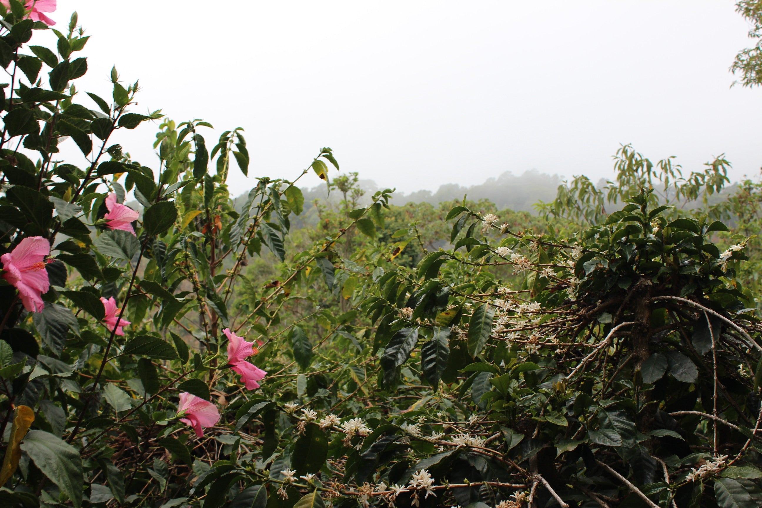 At Origin: Damarli Estate - Boquete, Panama