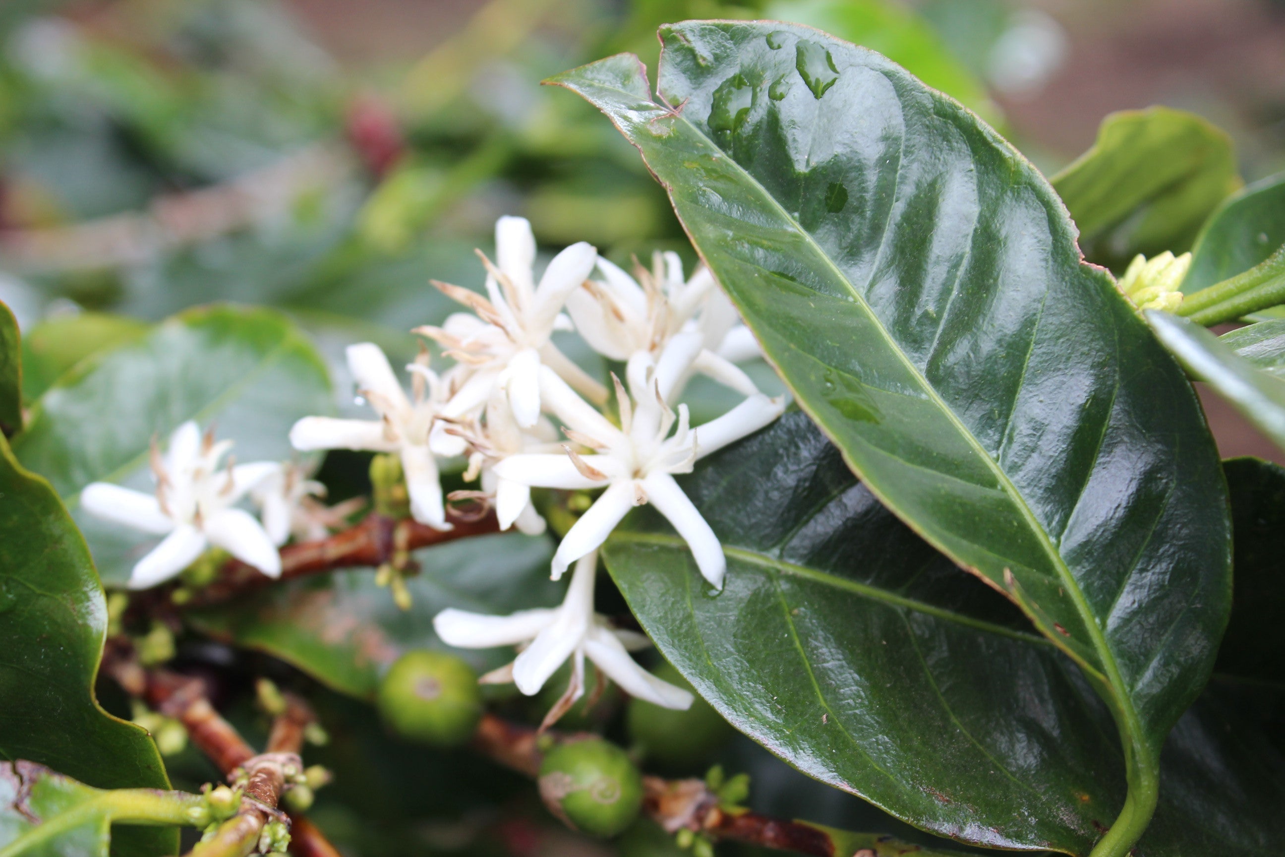 The History of Coffee in Colombia: From Colonial Roots to a Global Showcase