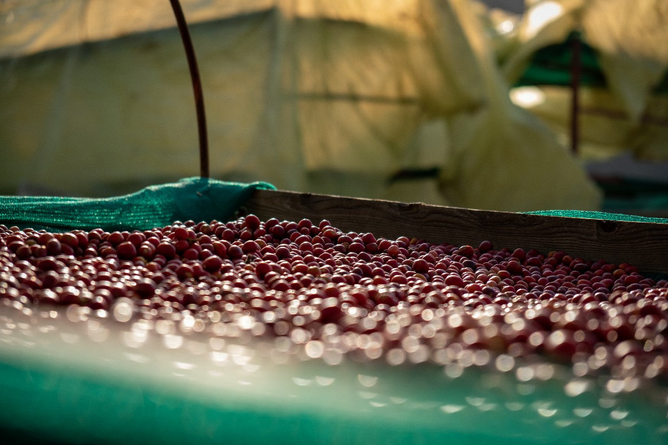 What Is Specialty Coffee?