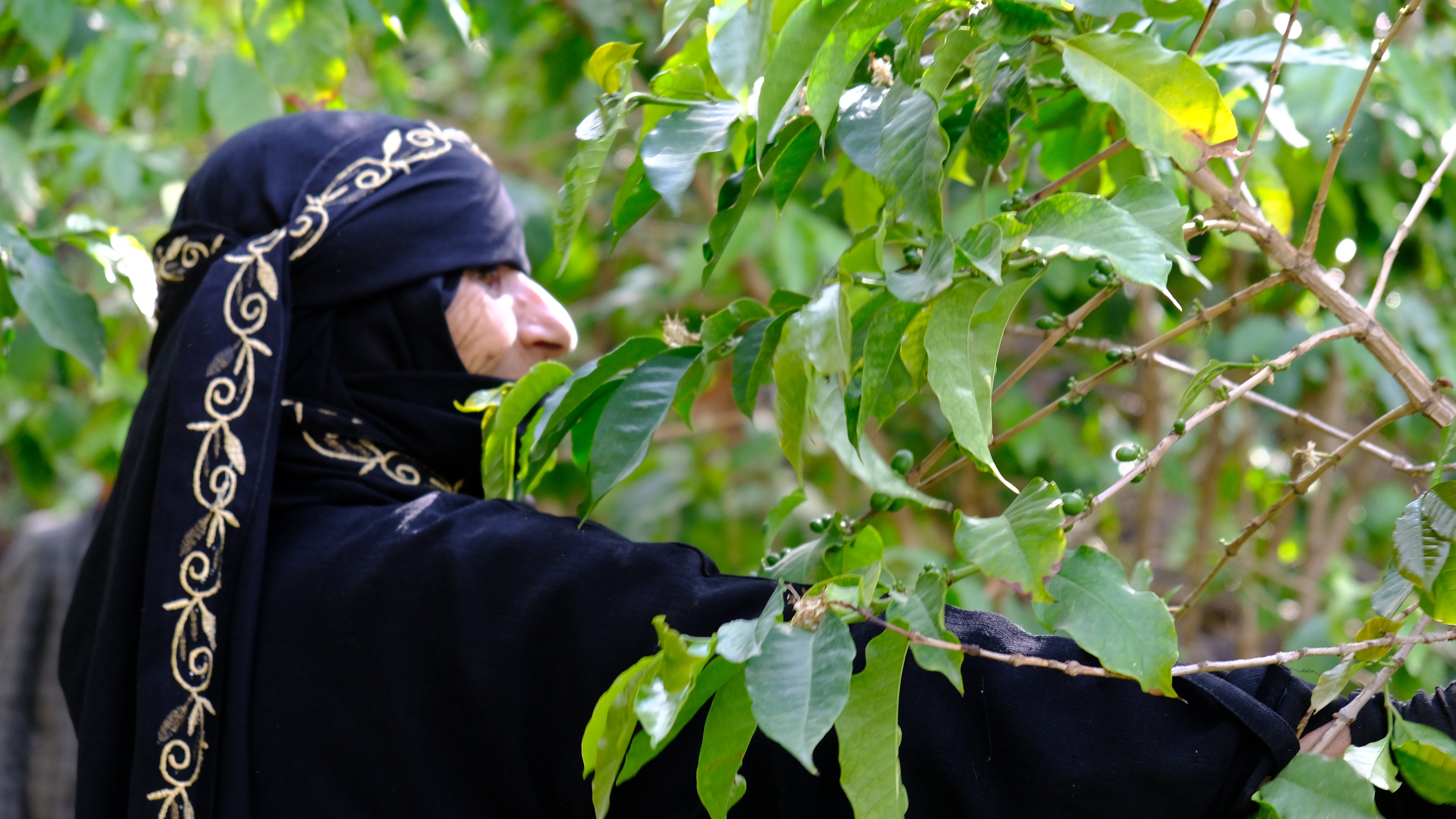 Yemenia & Kent | Rarities