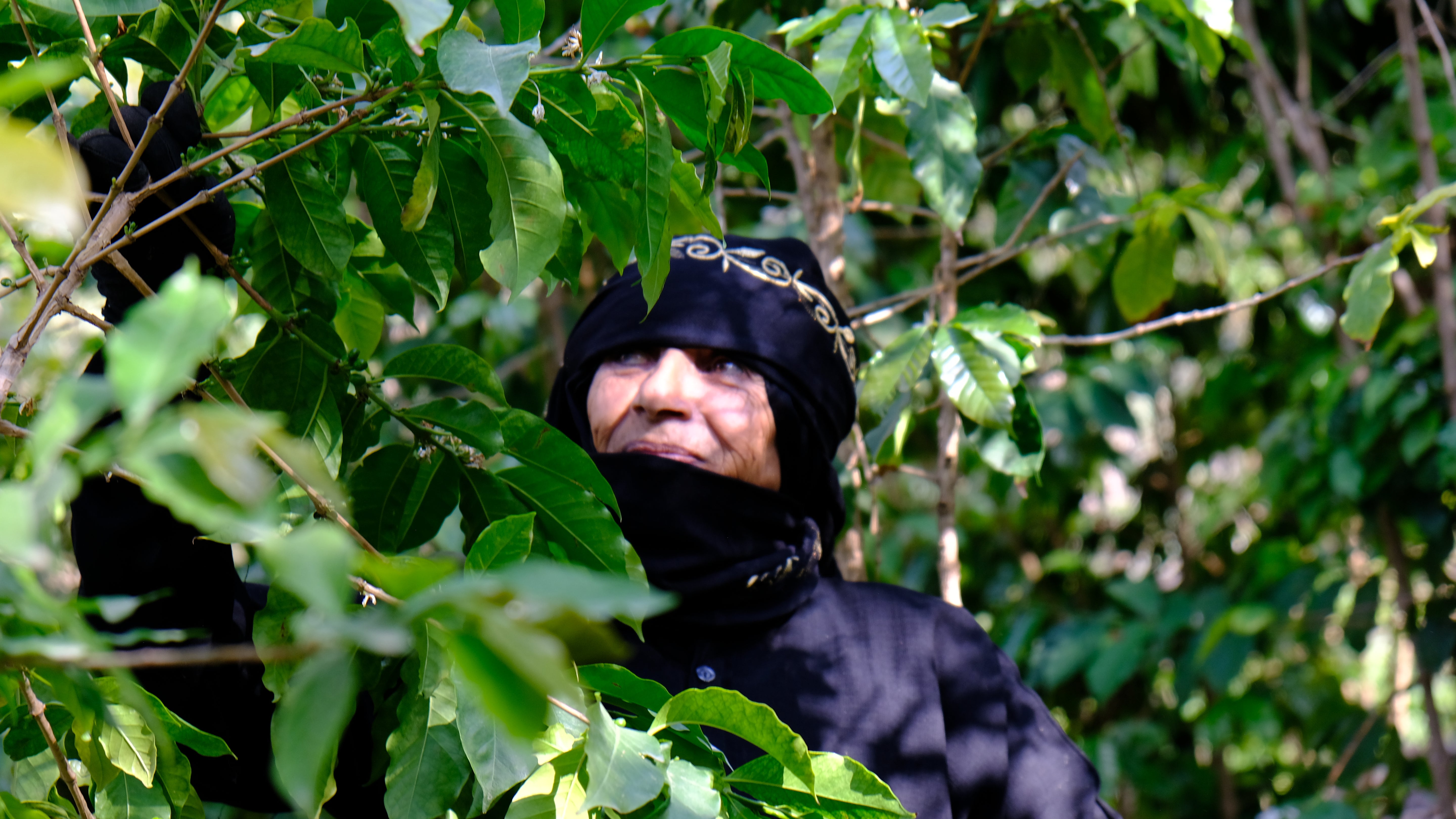 Yemenia & Kent | Rarities