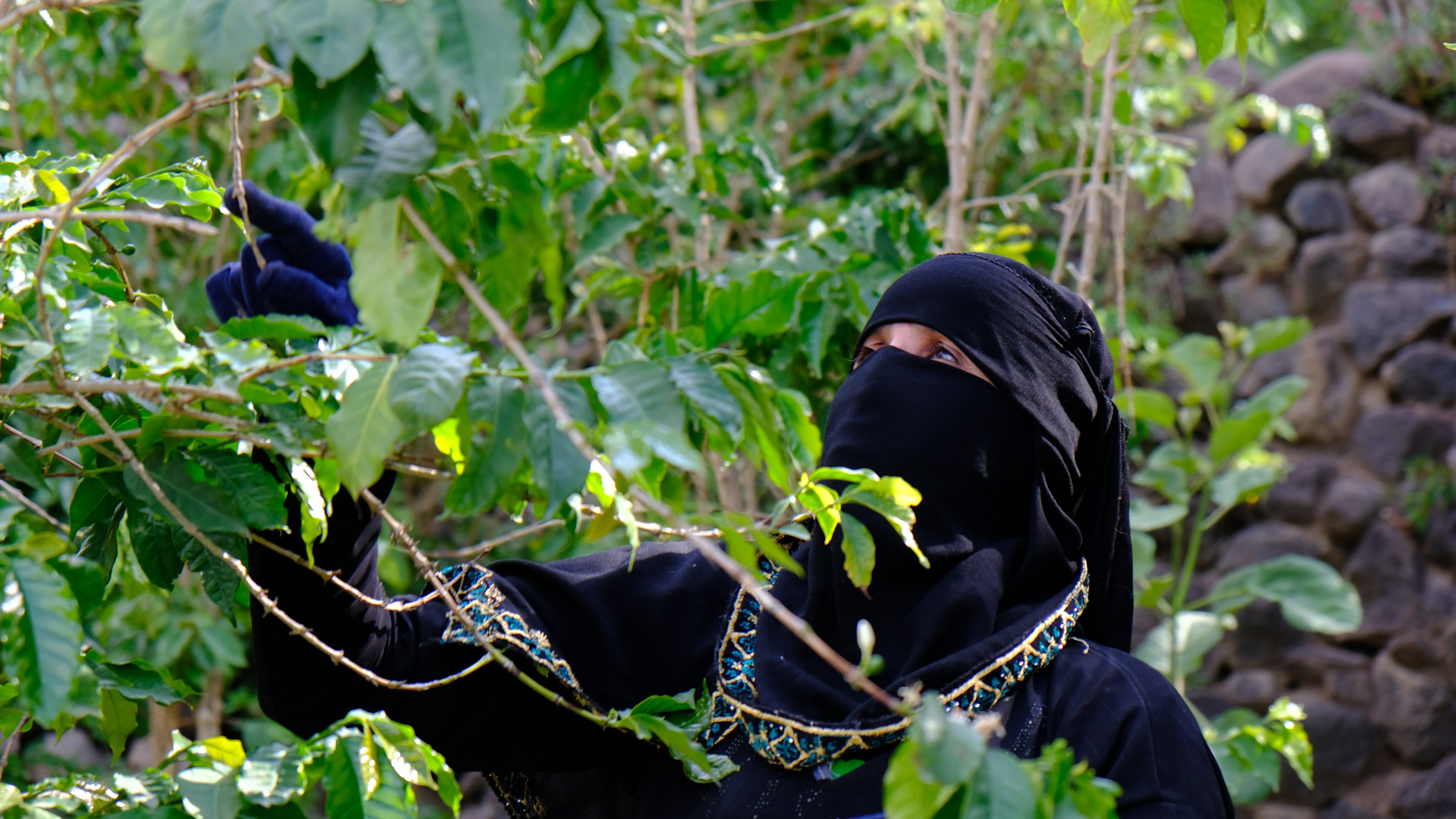 Yemenia & Kent | Rarities