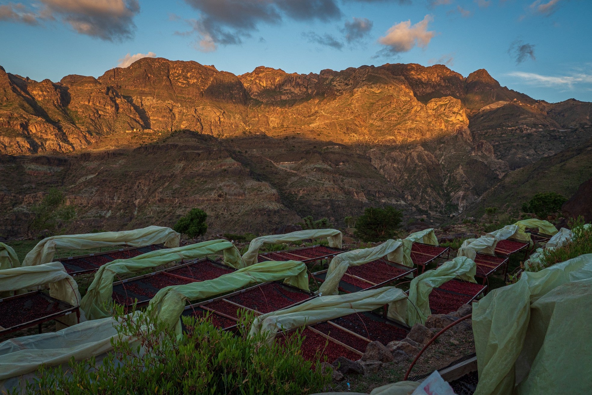 Yemenia & Kent | Rarities