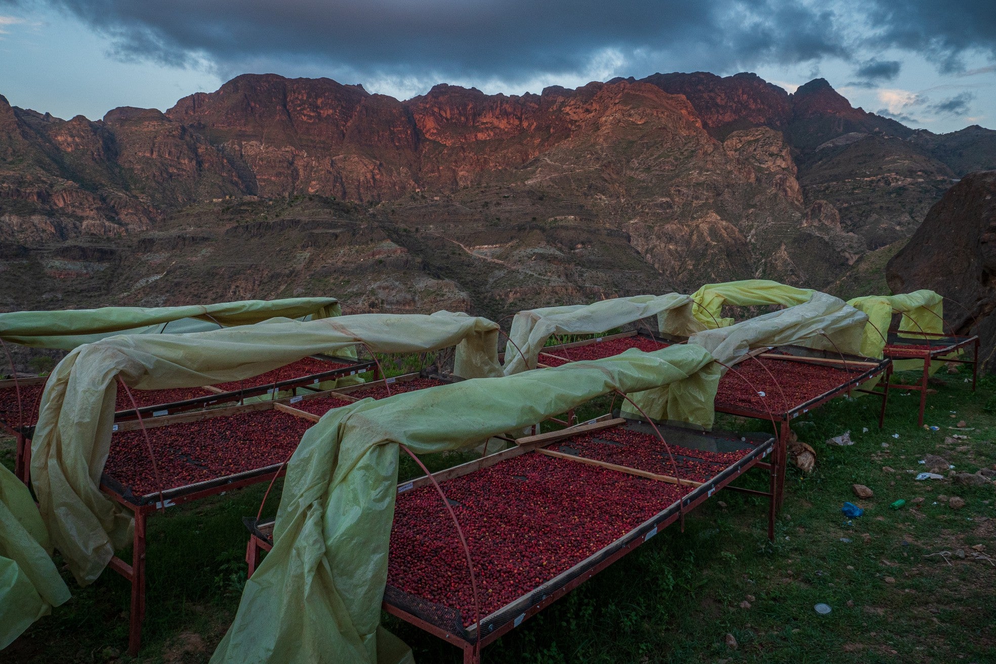 Yemenia & Kent | Rarities