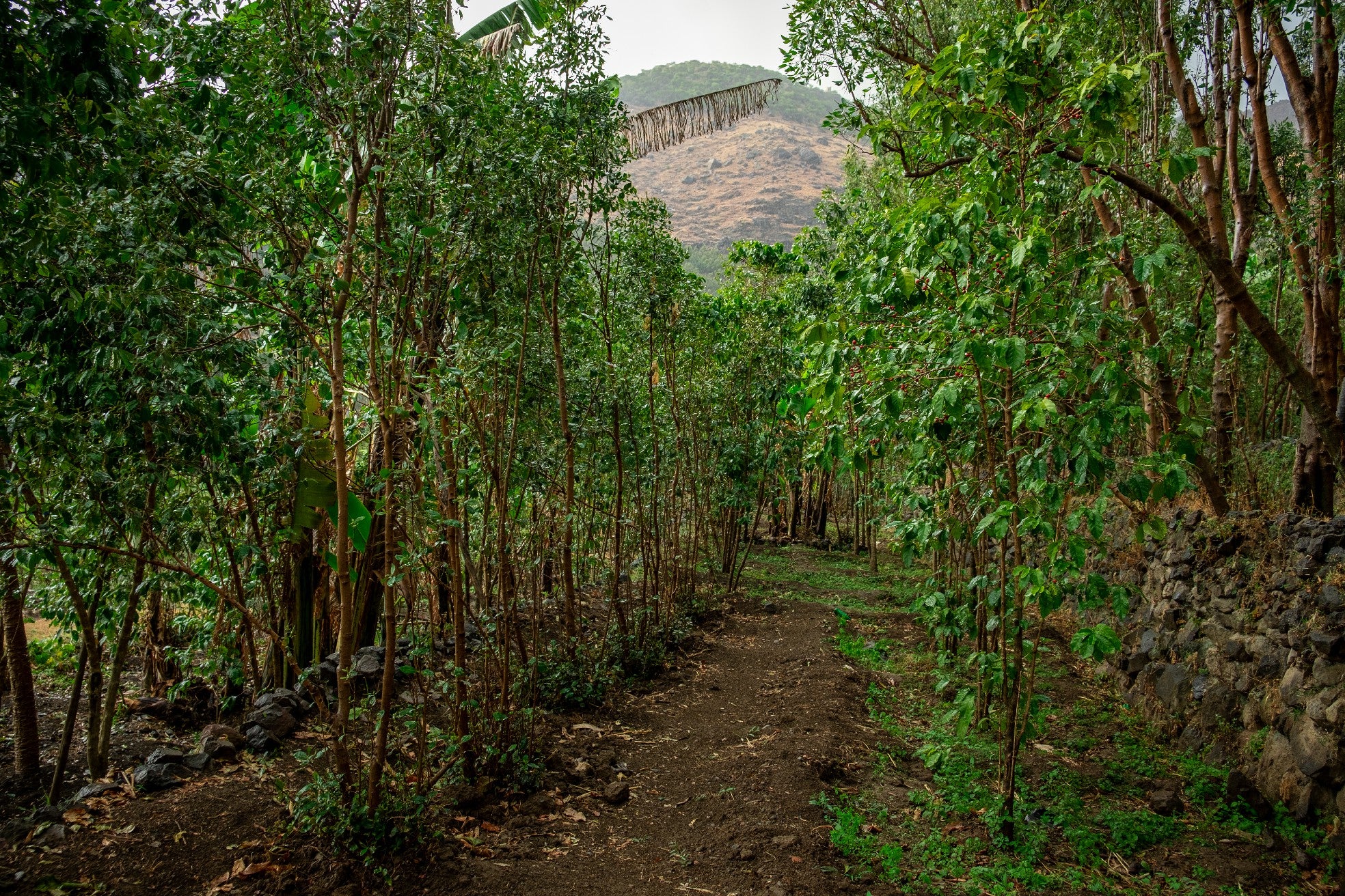 Yemenia & Kent | Rarities