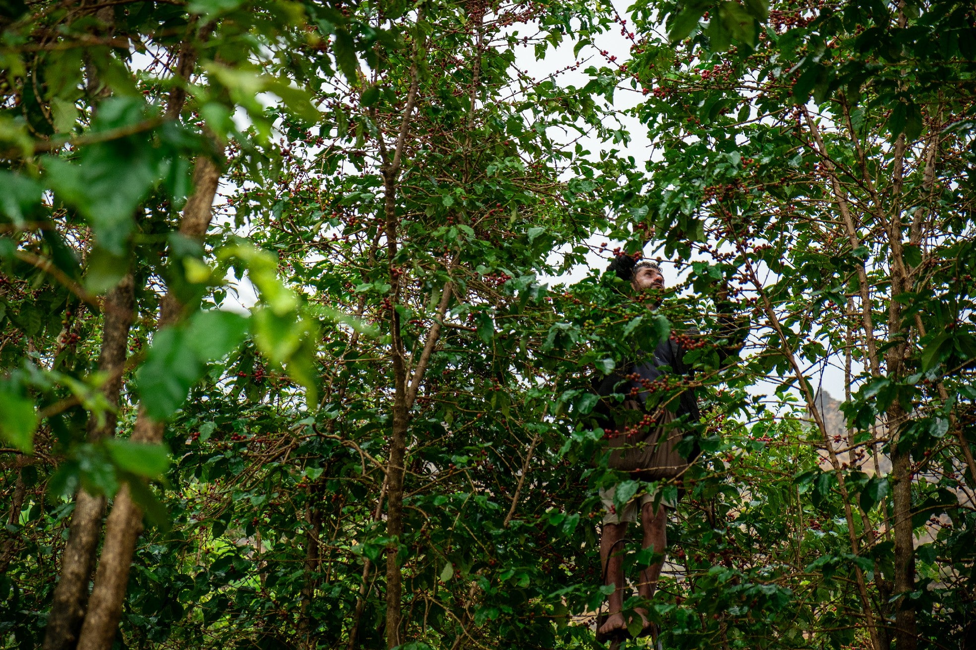 Yemenia & Kent | Rarities