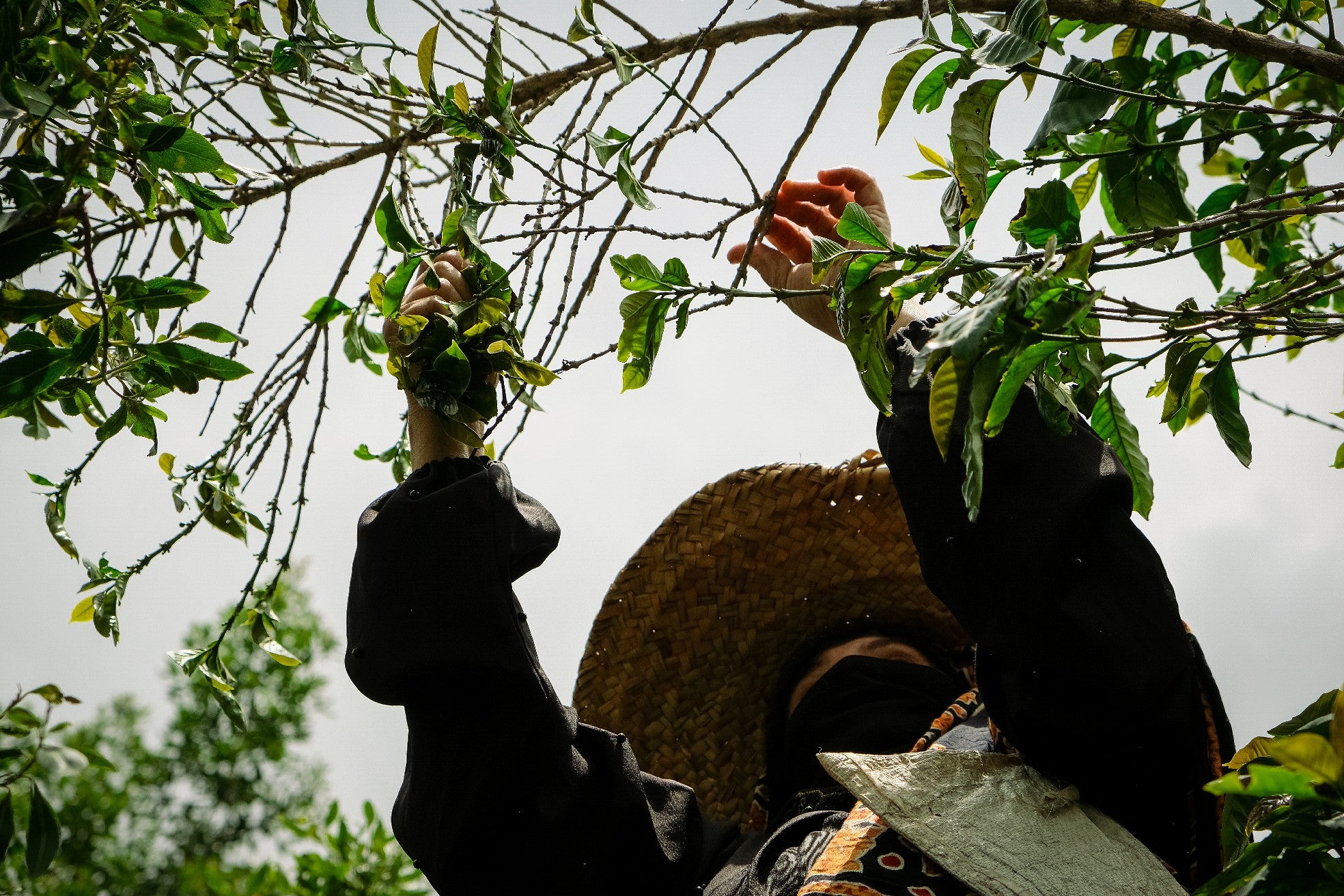 Yemenia & Kent | Rarities