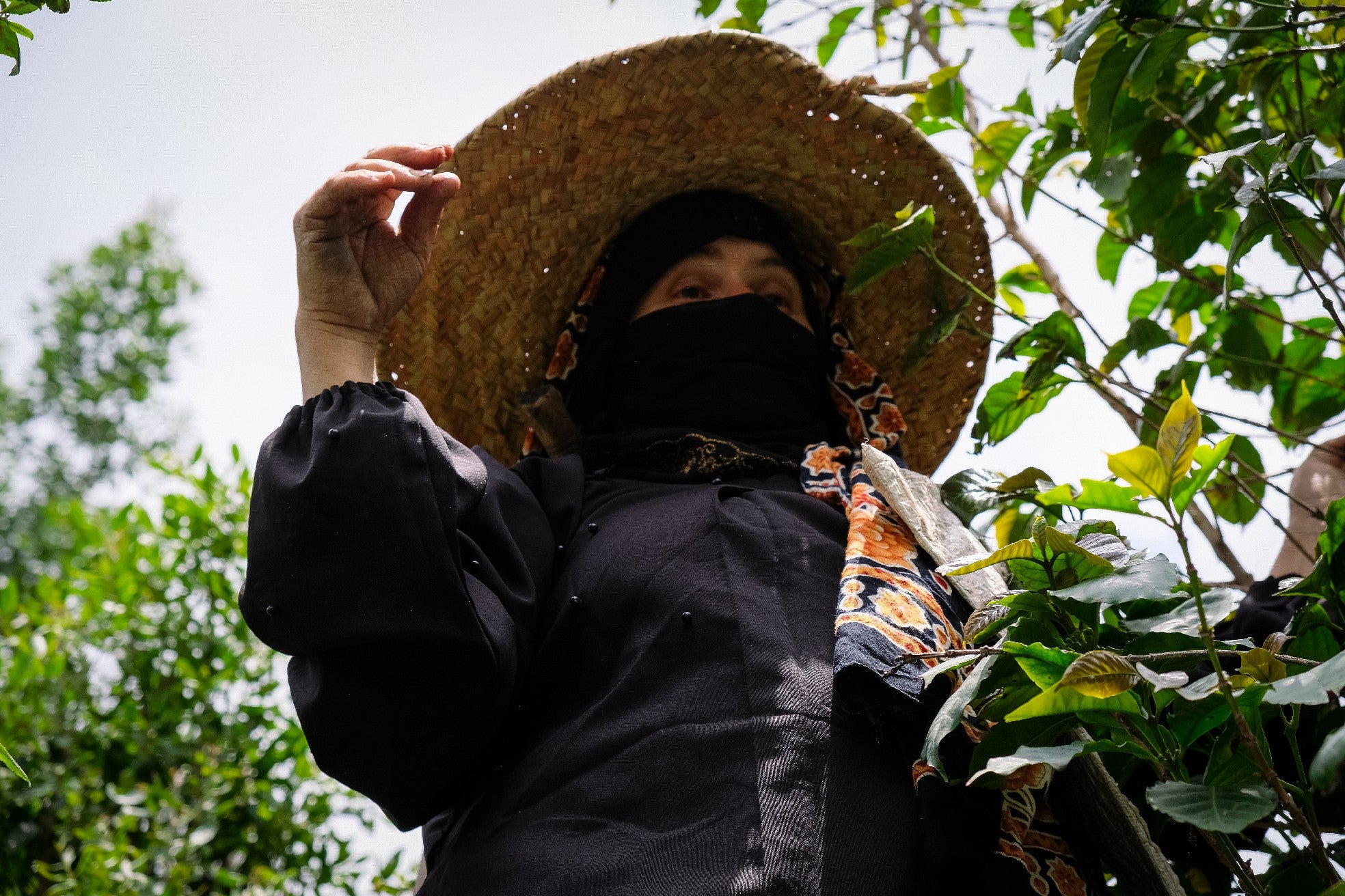 Yemenia & Kent | Rarities