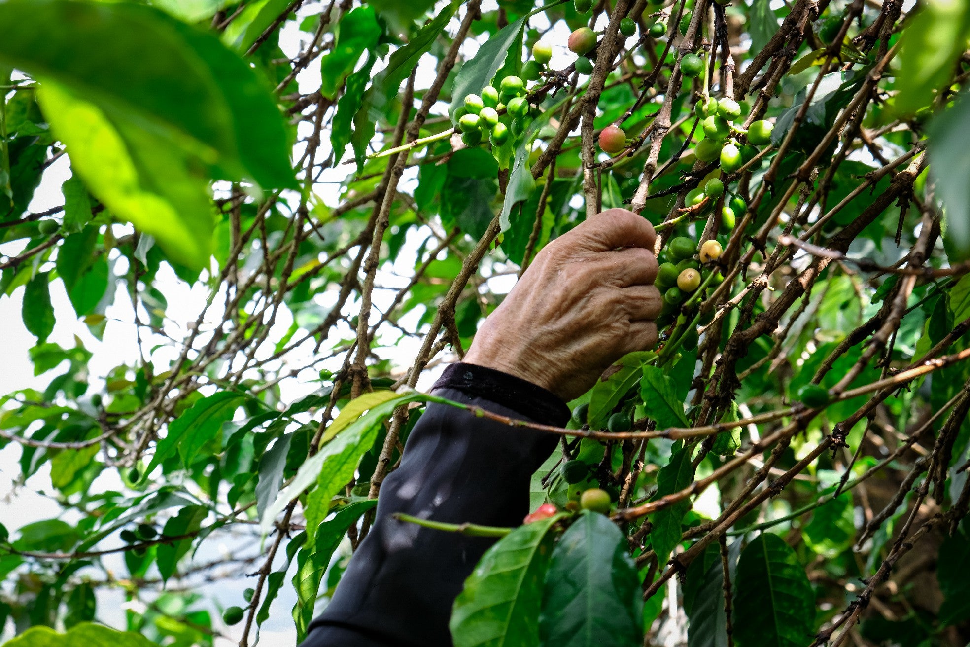 Yemenia & Kent | Rarities