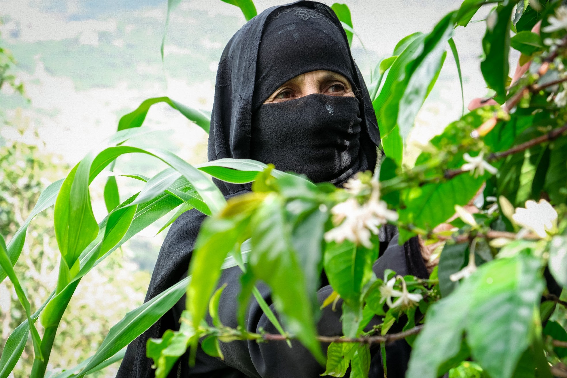 Yemenia & Kent | Rarities