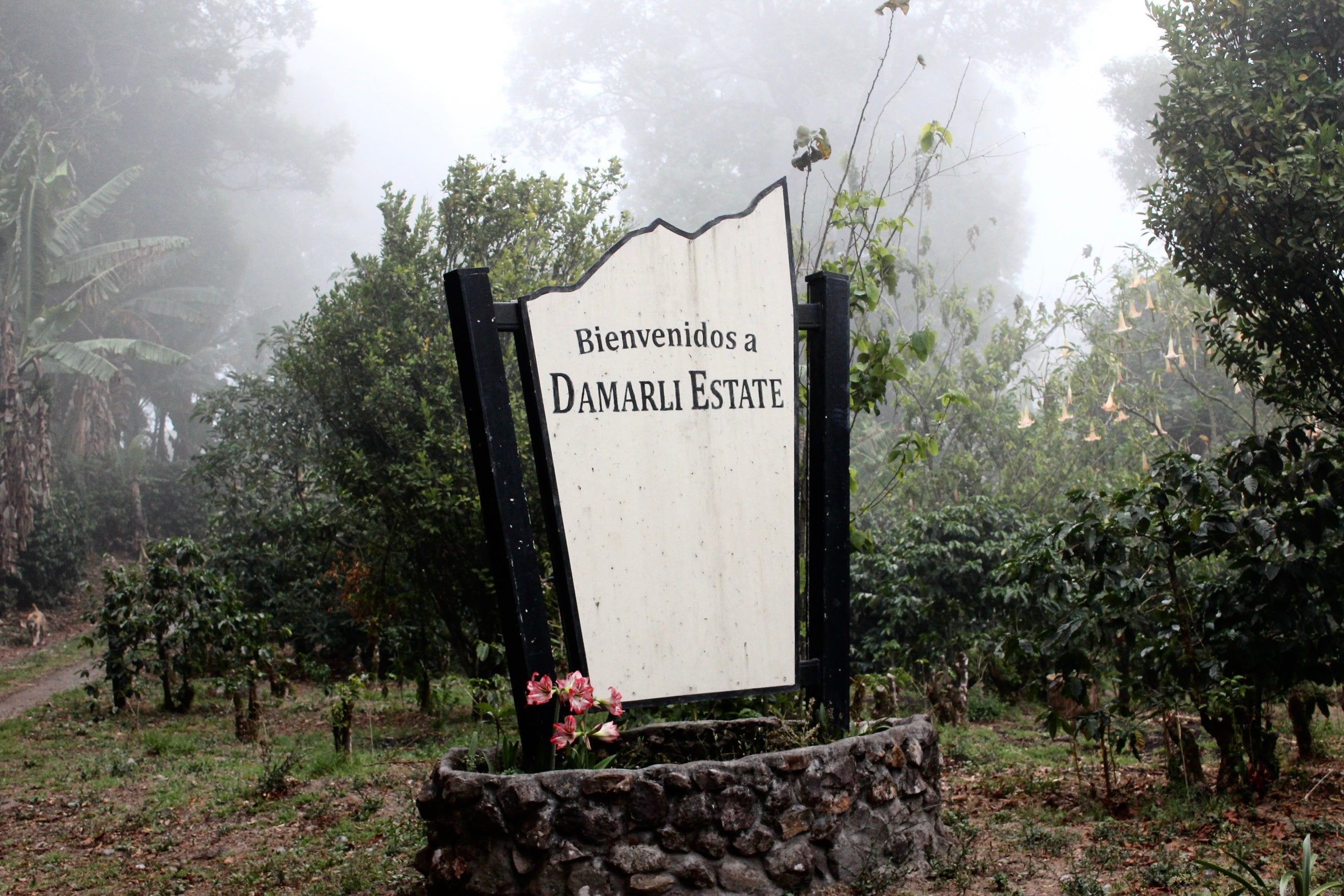 Panama Damarli Estate | Roasted Collection