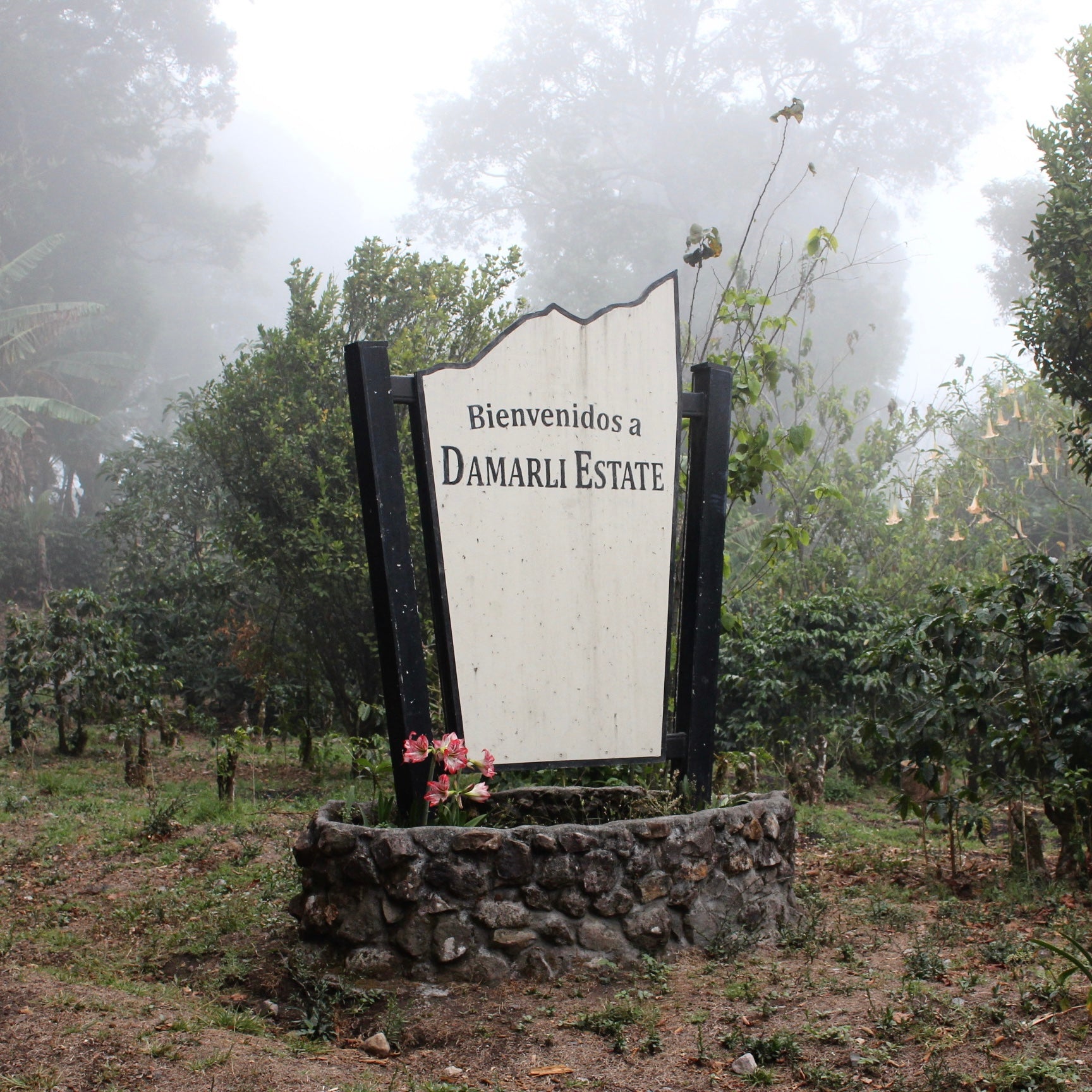 Panama Damarli Estate | Roasted Collection