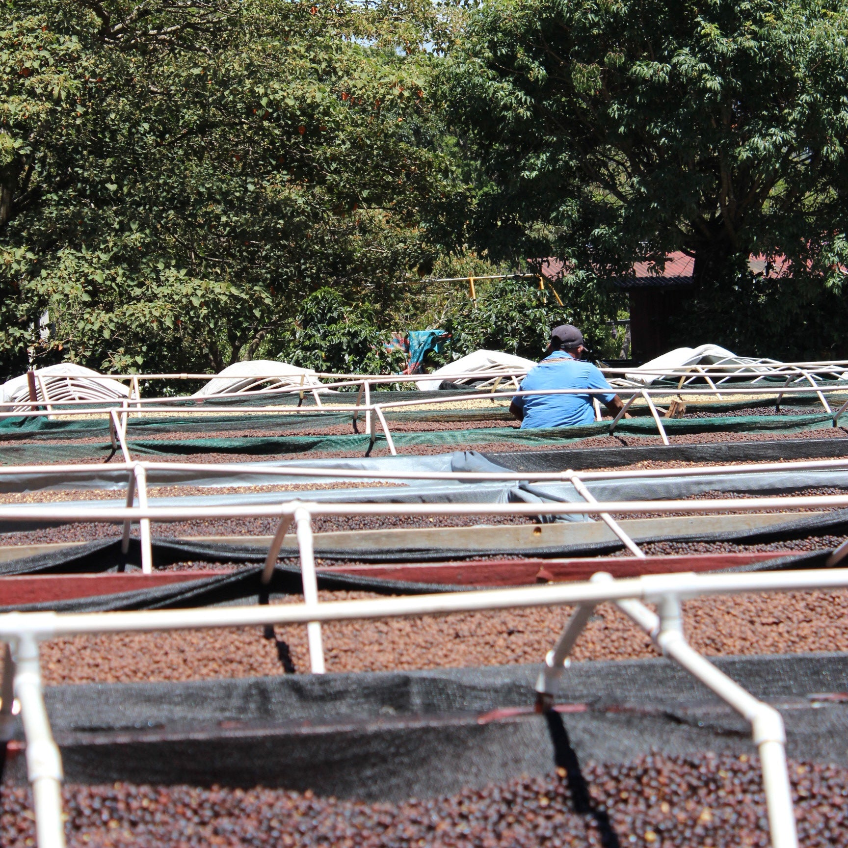 Panama Damarli Estate | Roasted Collection