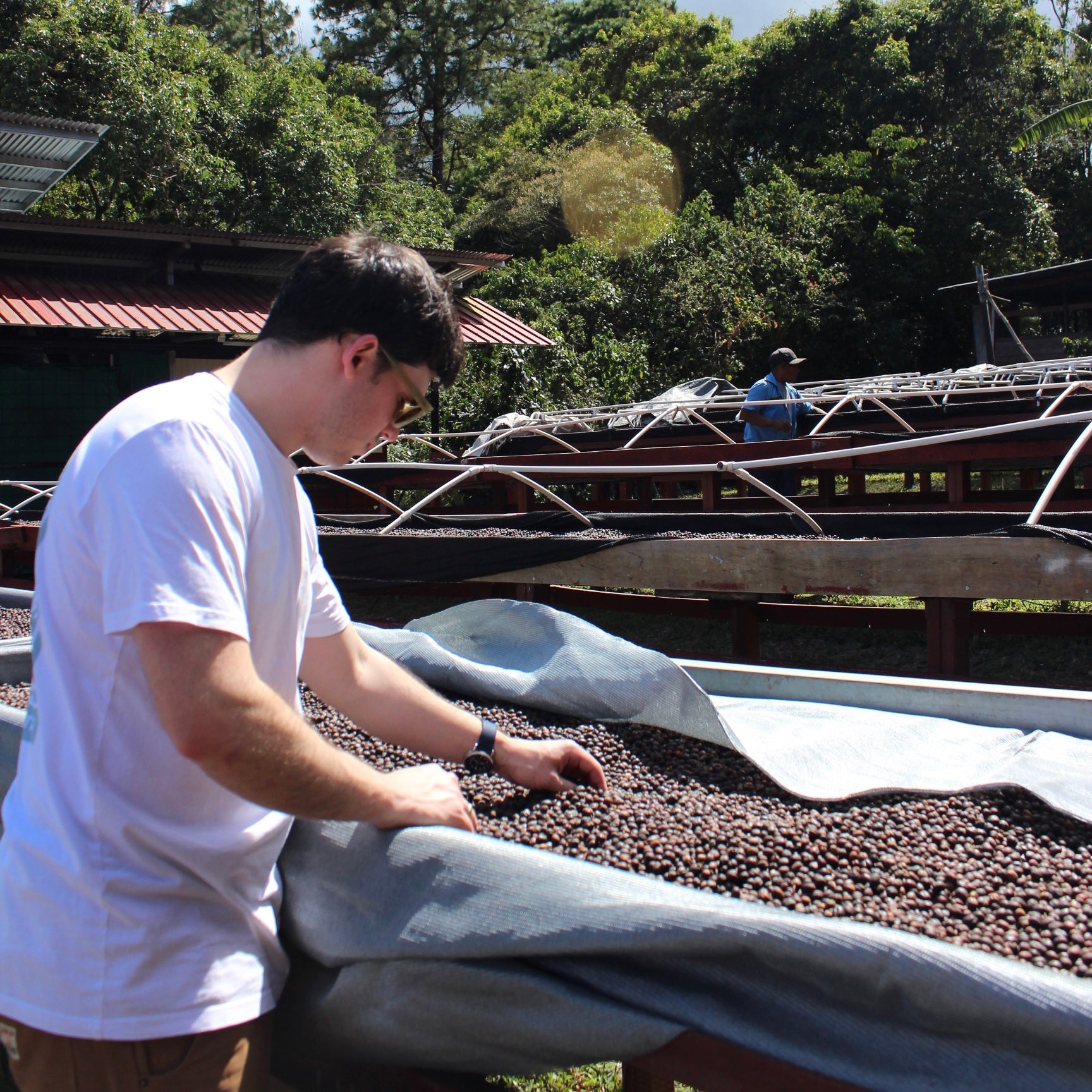 Panama Damarli Estate | Roasted Collection