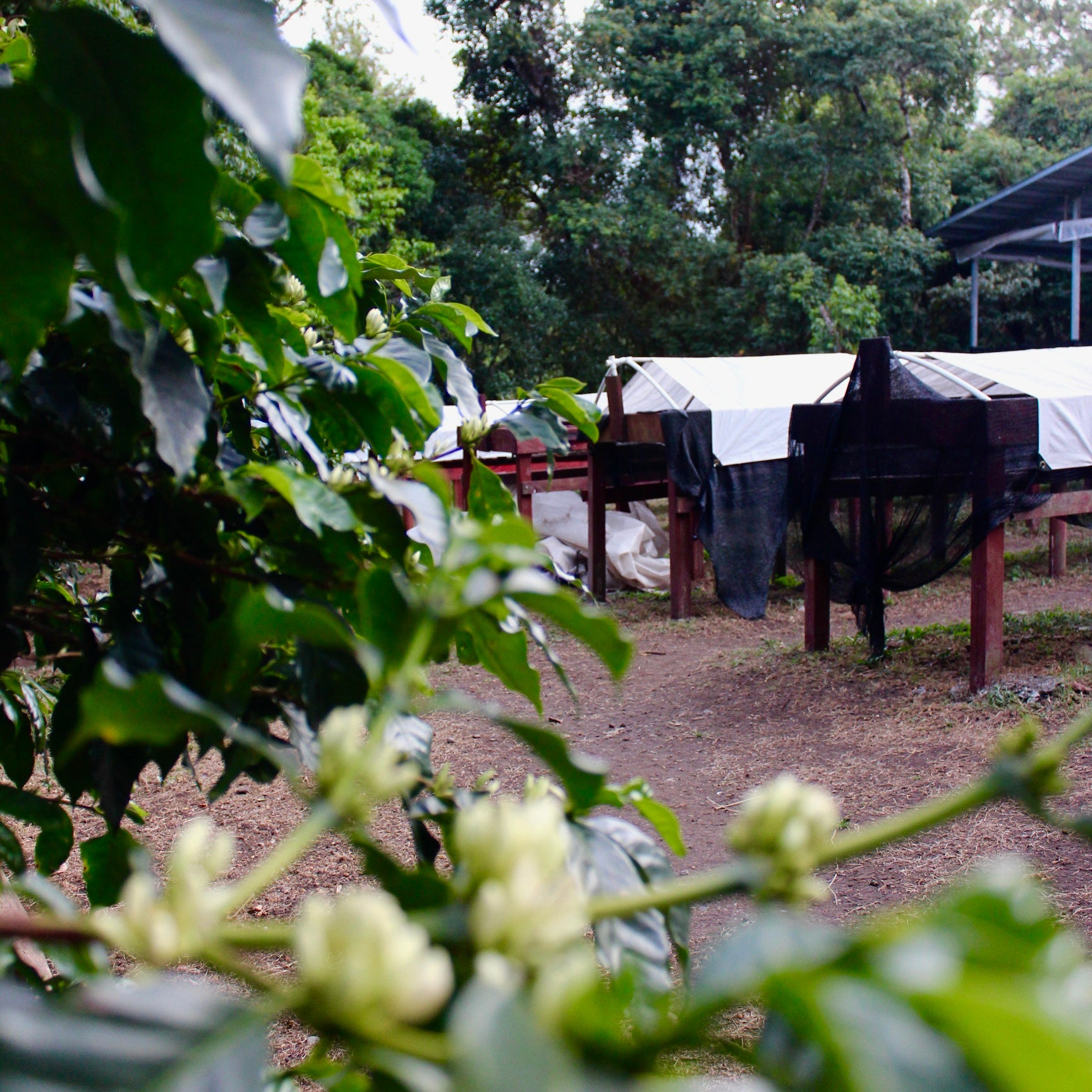 Panama Geisha | Direct Trade