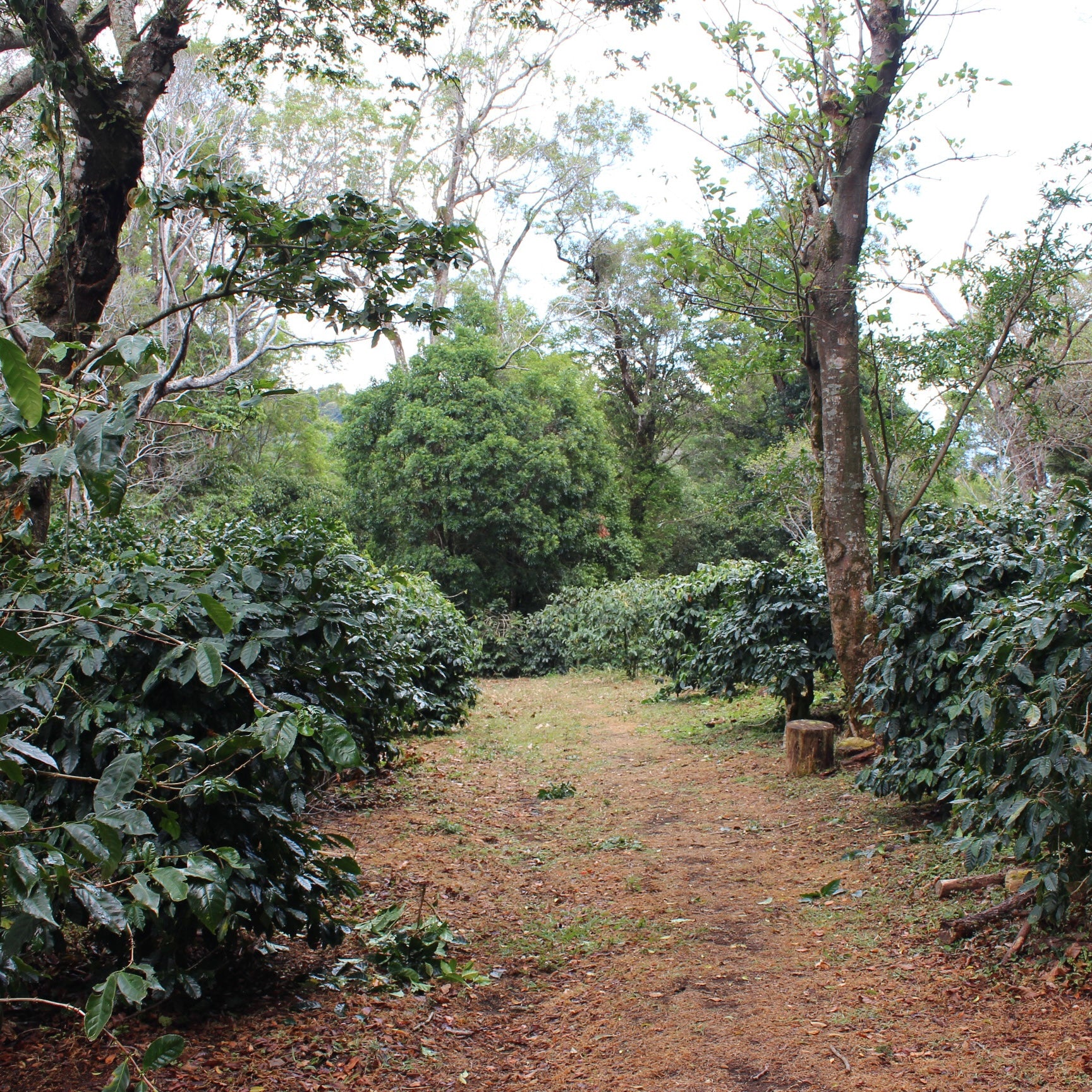 Panama Geisha | Direct Trade