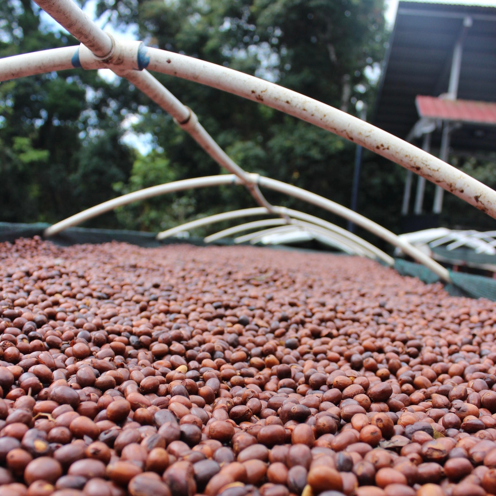 Panama Geisha | Direct Trade