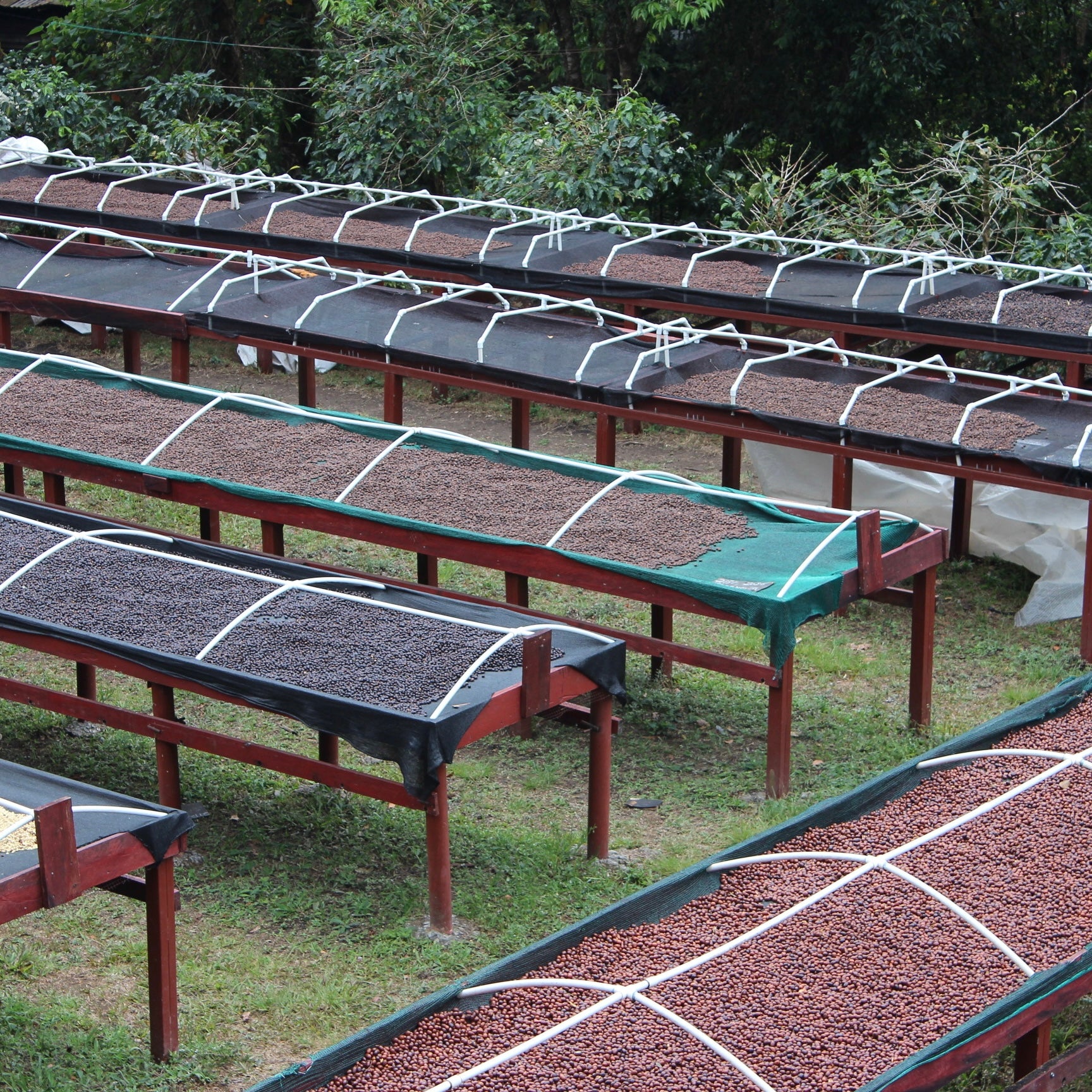 Panama Geisha | Direct Trade