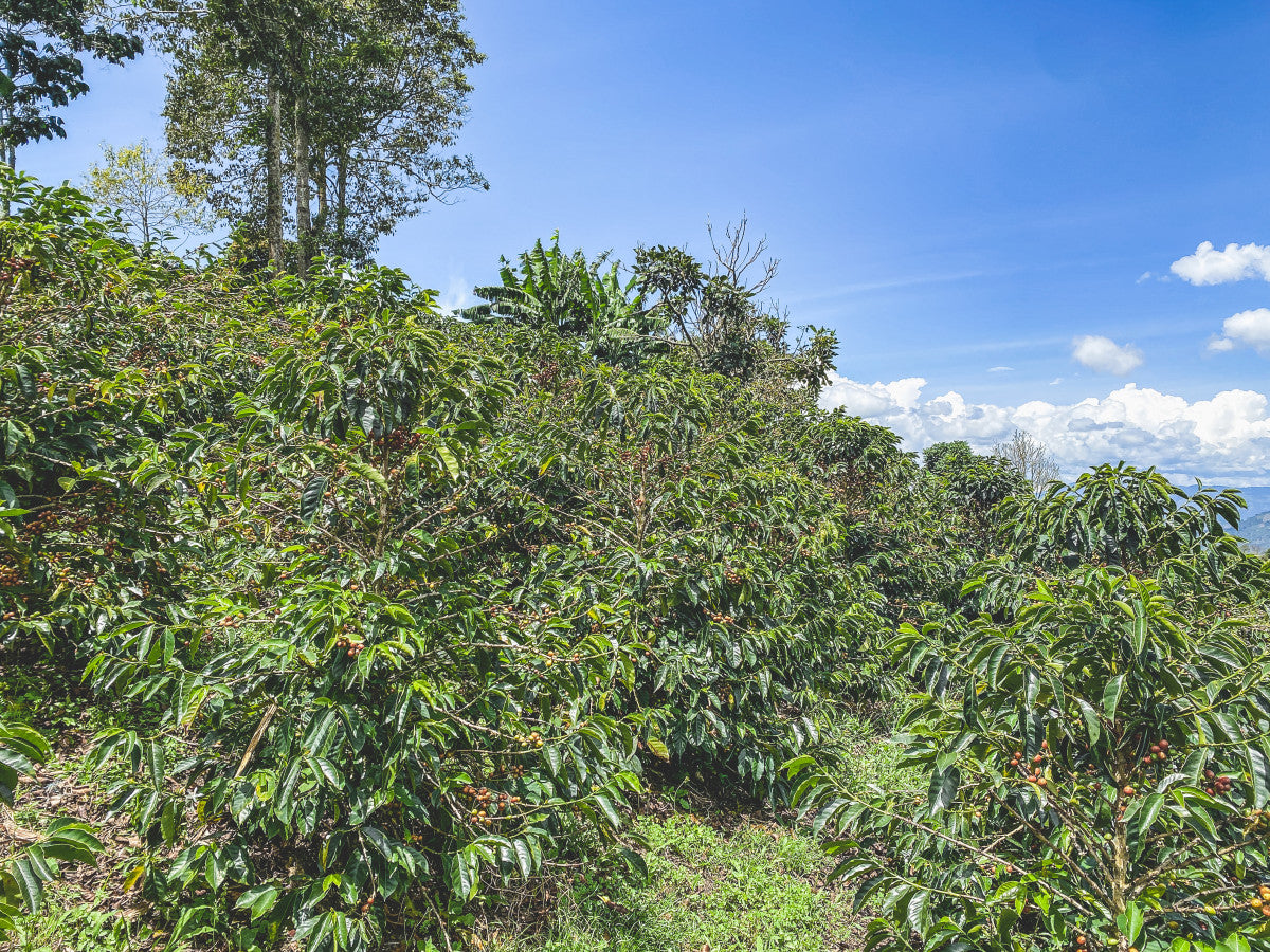 The Pearls | Single Origin