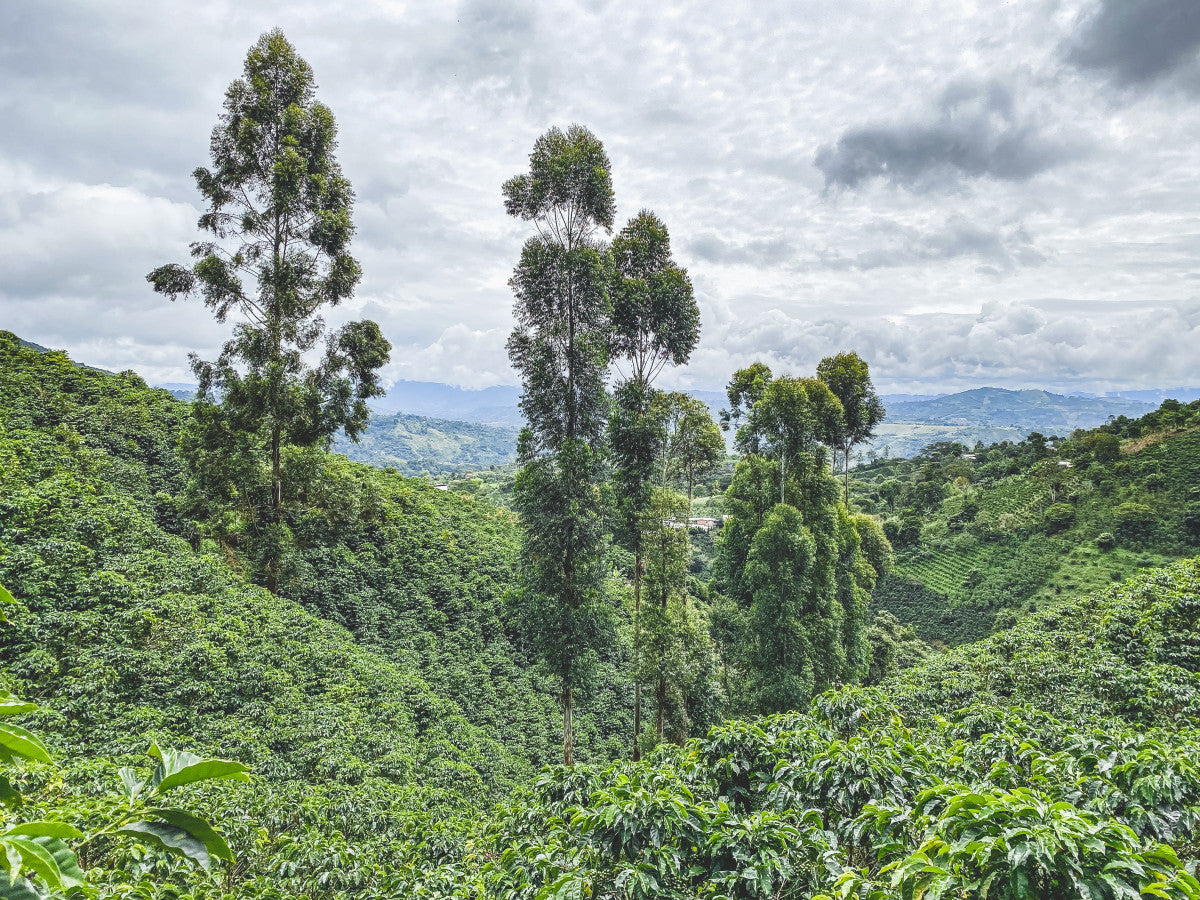 The Pearls | Single Origin