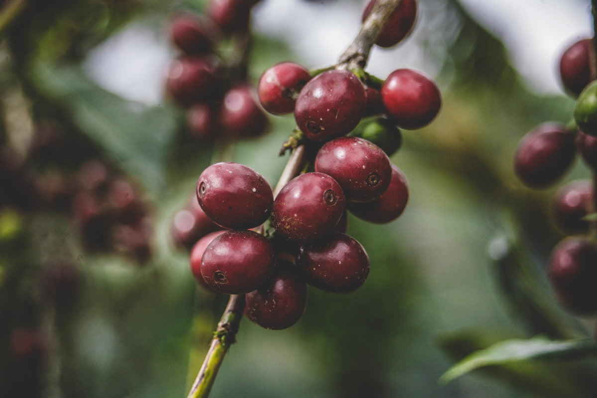 The Pearls | Single Origin