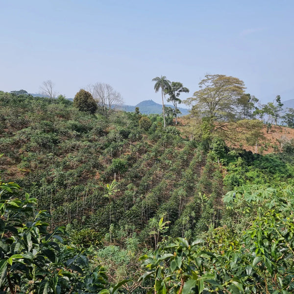 Roger Chilcon | Single Origin
