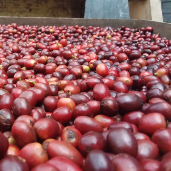 Indonesia Wine | Aceh