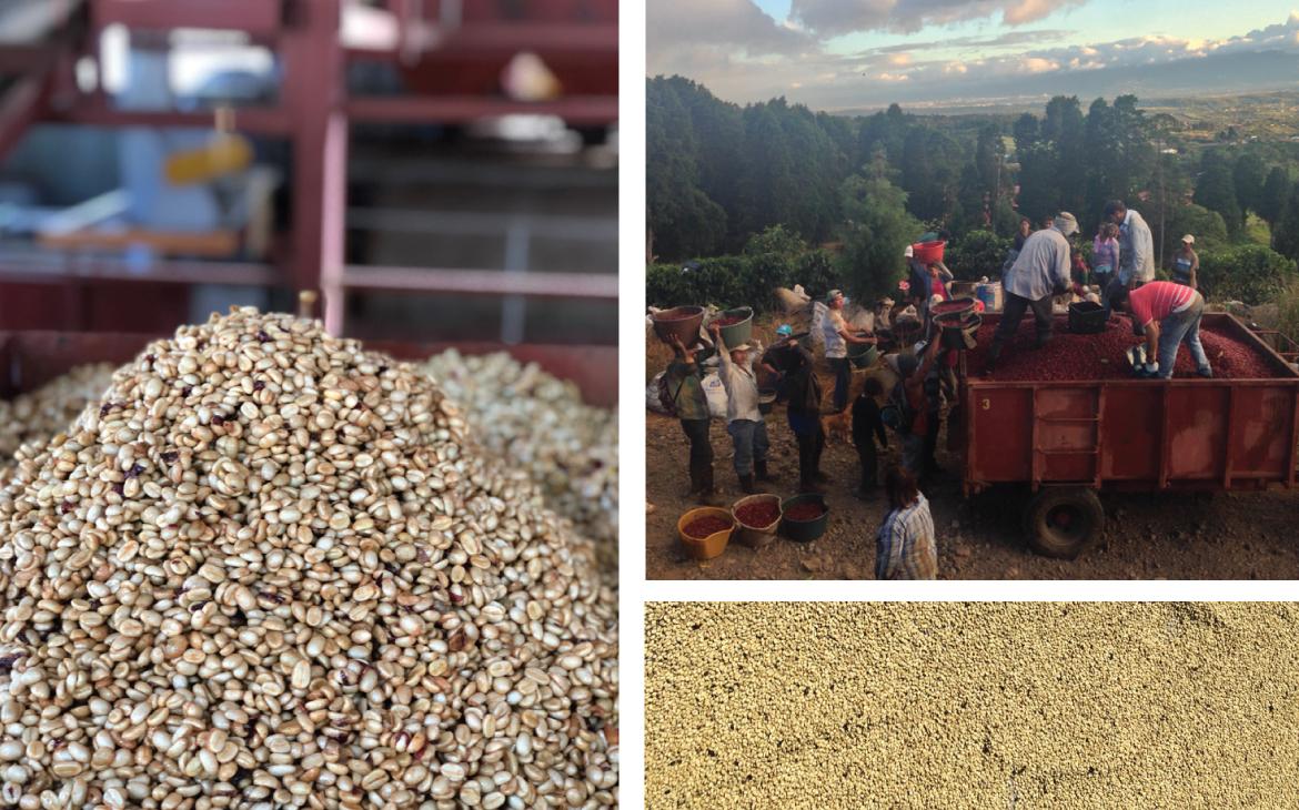 Volcan Azul Honey Decaf | Costa Rica