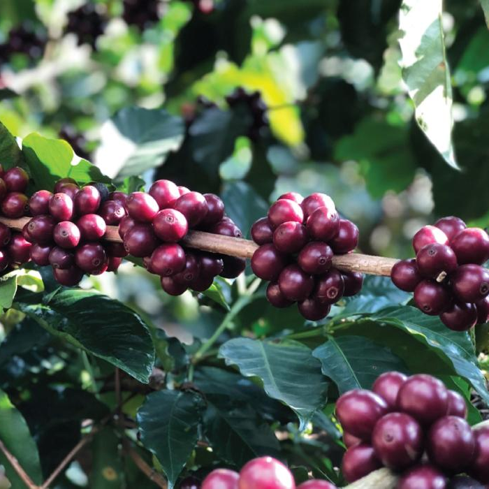 Volcan Azul Honey Decaf | Costa Rica