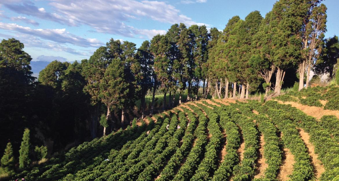 Volcan Azul Honey Decaf | Costa Rica