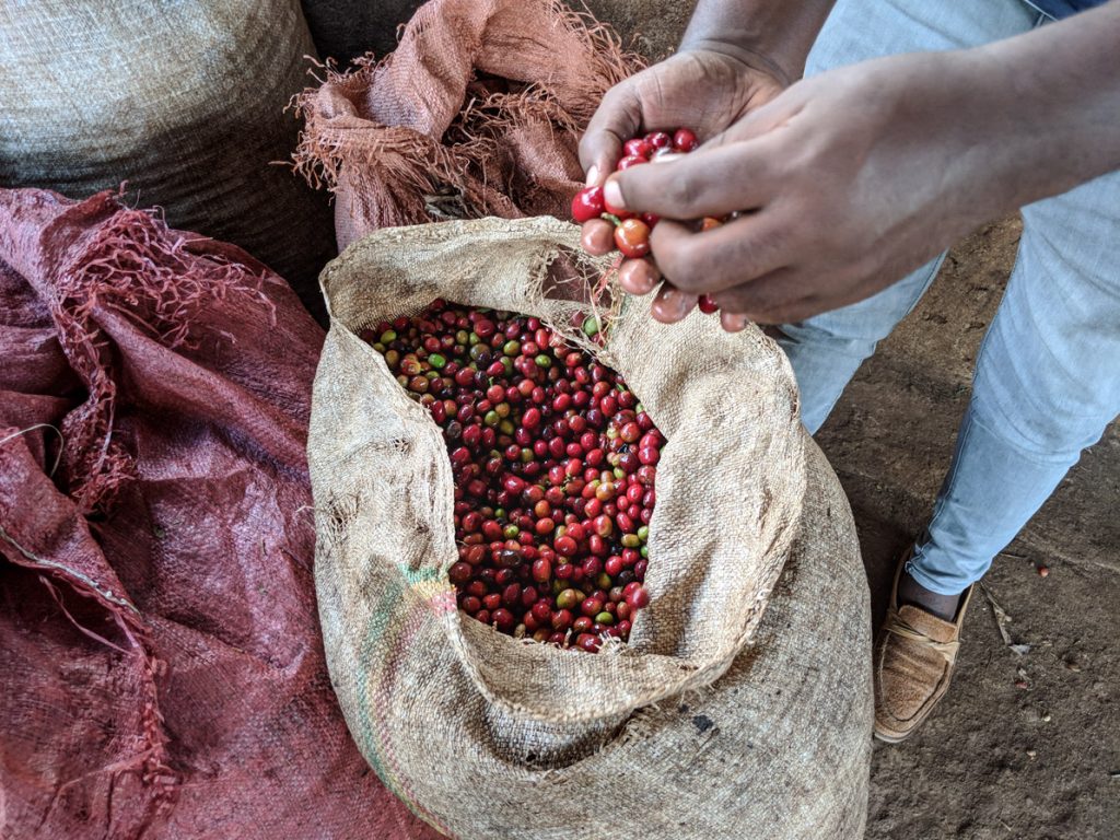 Ethiopian Yirgacheffe Honey | Single Origin