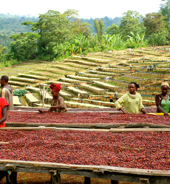 coffee-ethiopia-plantation-drying-coffee-cherries