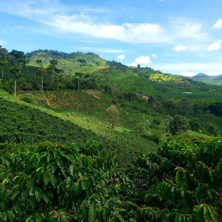 Gesha Pillimue | Colombia