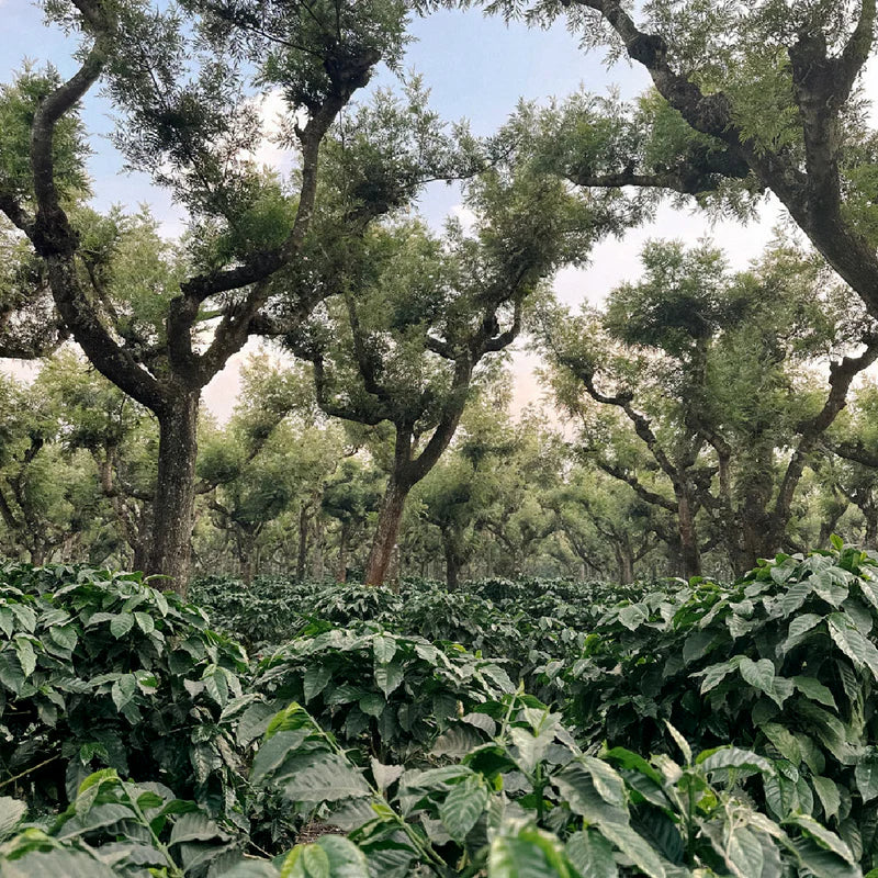 San Lorenzo | Single Origin