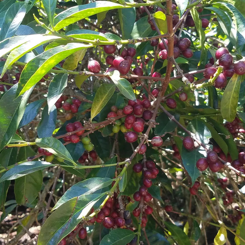 Boku Sayisa | Single Origin