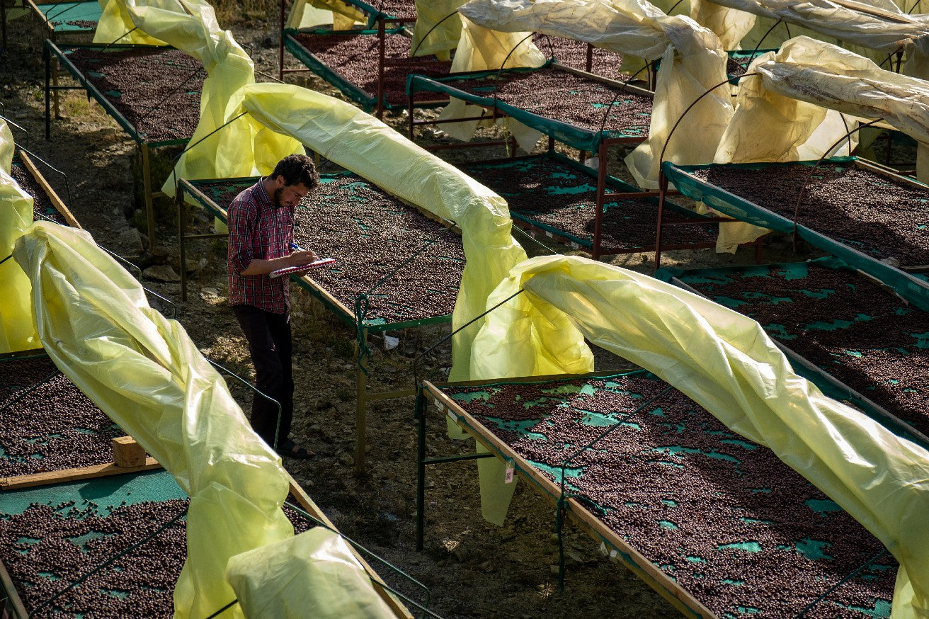 Yemenia & Kent | Rarities