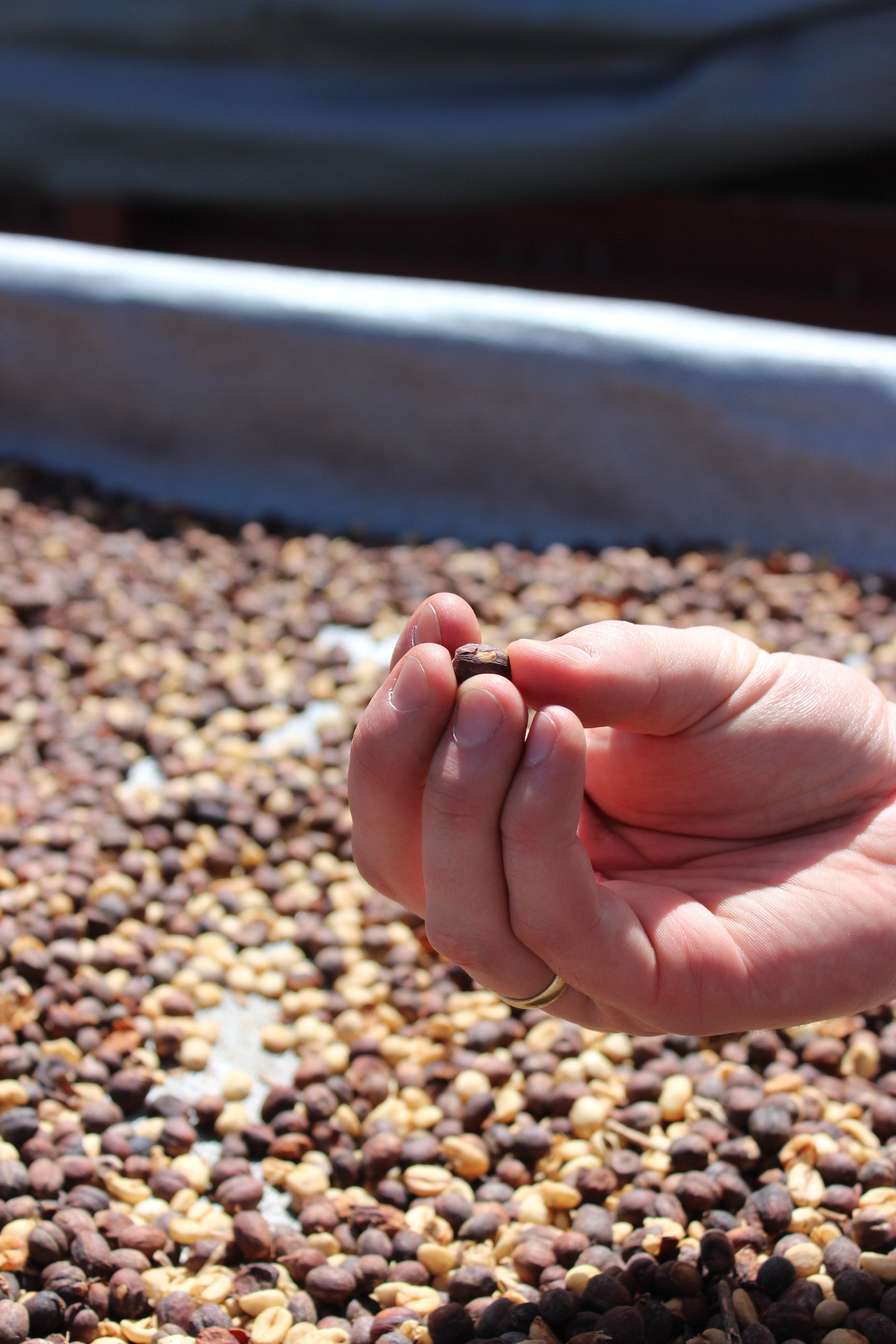 How Many Hands Touch Your Coffee Before It Reaches Your Cup?