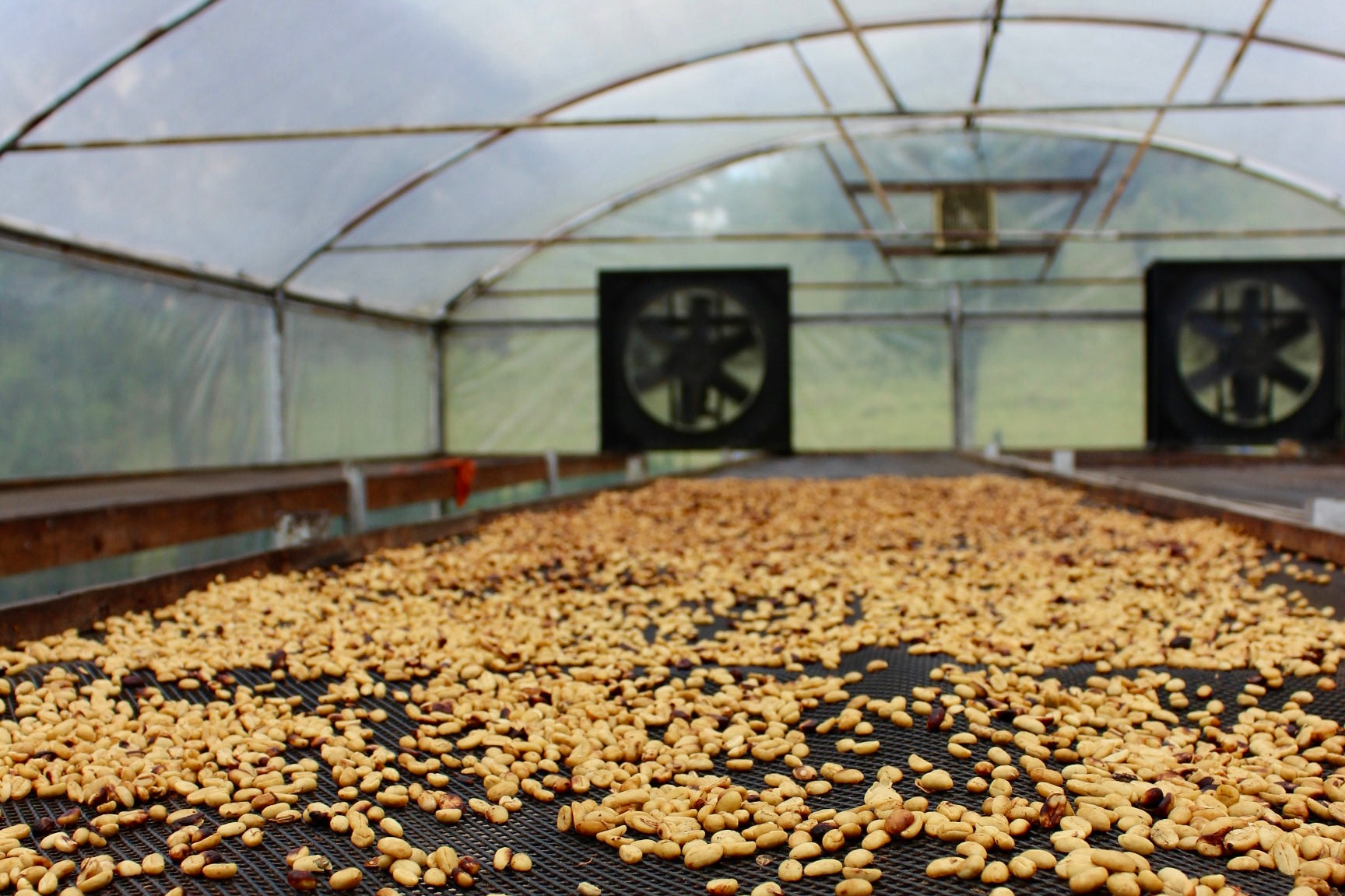 Coffee Processing Methods: Natural, Washed, & Honey