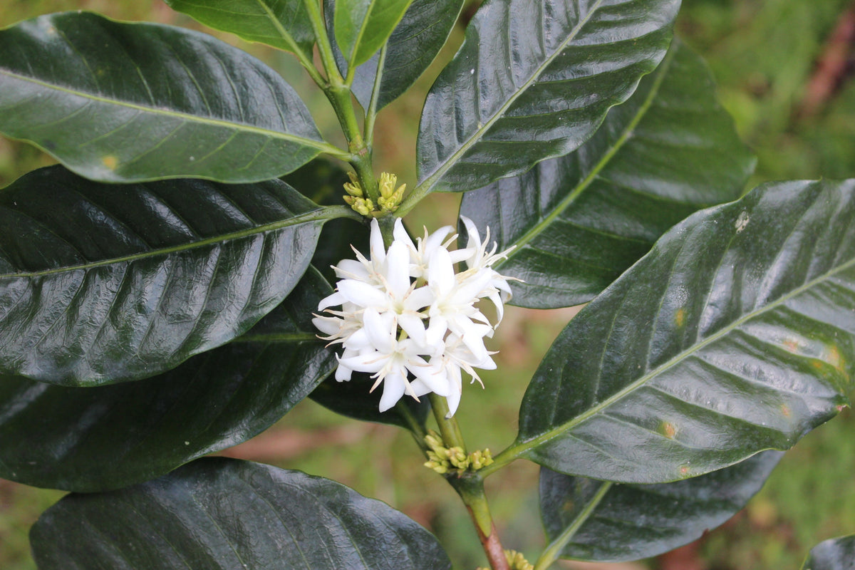 Sudán Rumé: The Coffee That Almost Disappeared