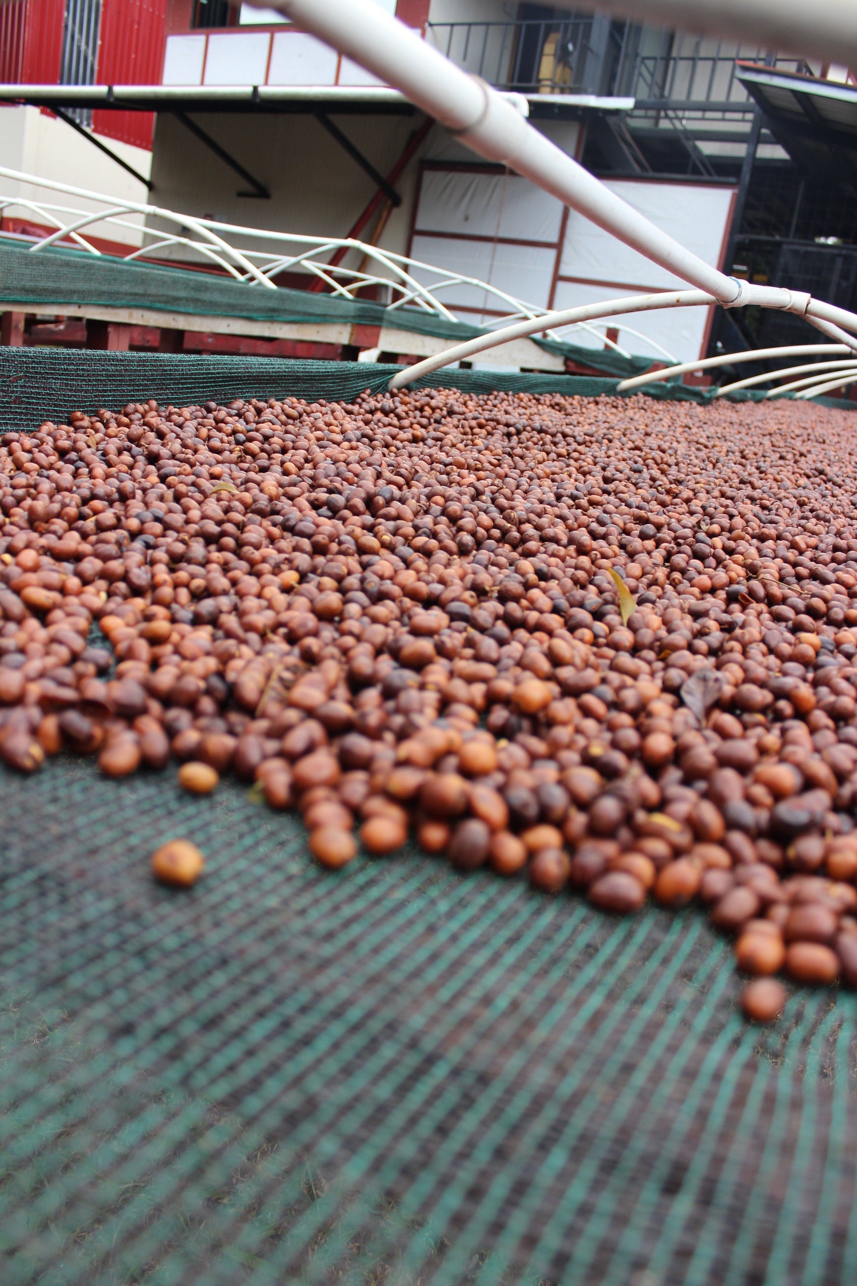 Damarli Estate: Our First Panama Geisha