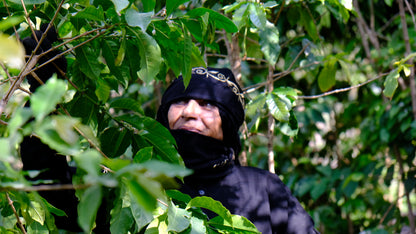 Yemenia & Kent | Rarities