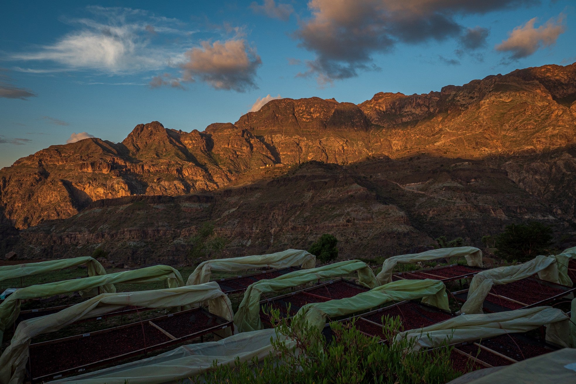 Yemenia & Kent | Rarities