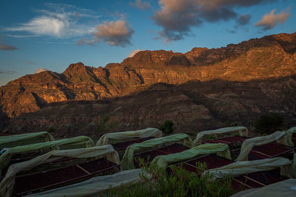 Yemenia & Kent | Rarities